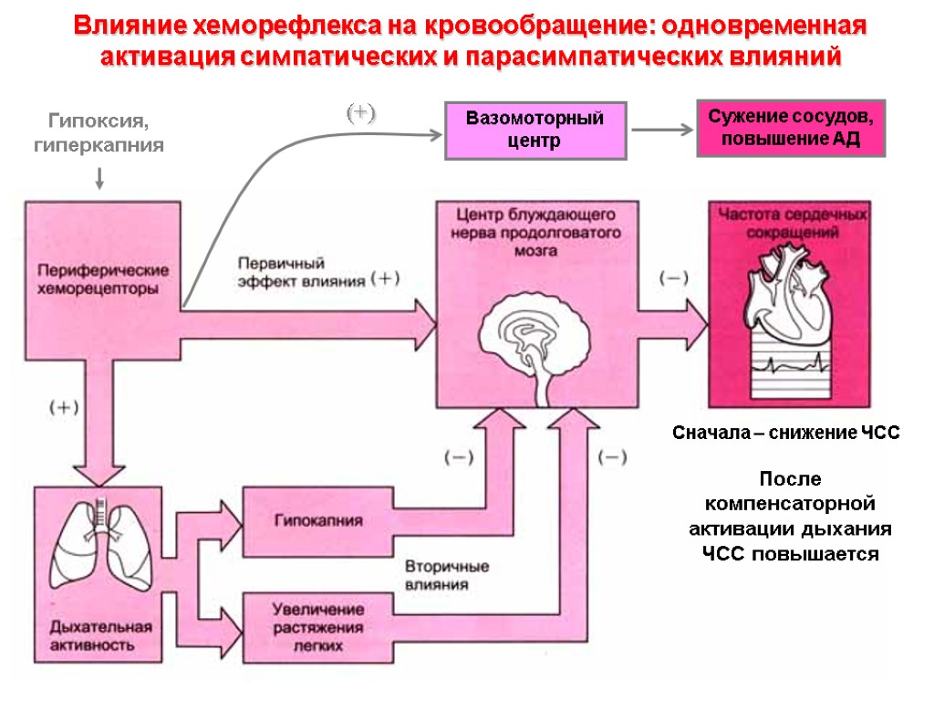 Влияние хеморефлекса на кровообращение: одновременная активация симпатических и парасимпатических влияний Гипоксия, гиперкапния Сужение сосудов,